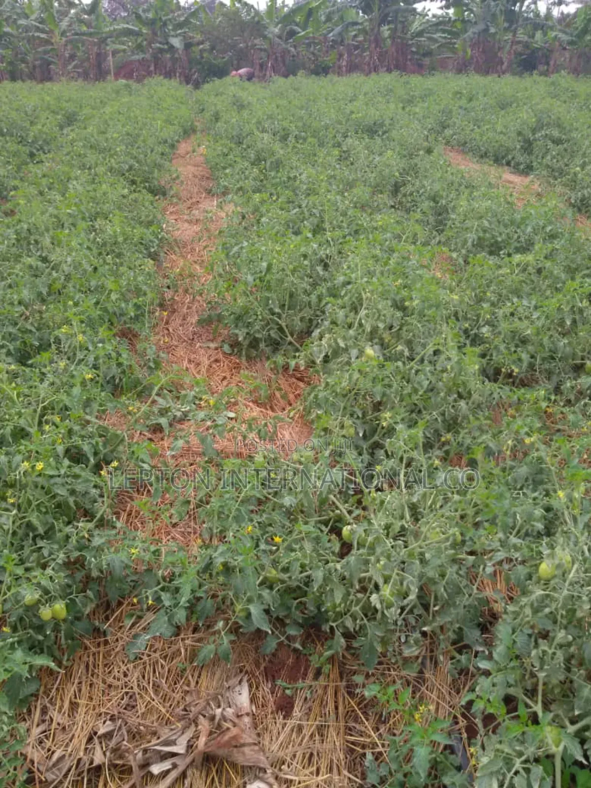 20acres for Sale in Nakaseke Gud for Residentials,Farming,Schls