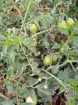 20acres for Sale in Nakaseke Gud for Residentials,Farming,Schls