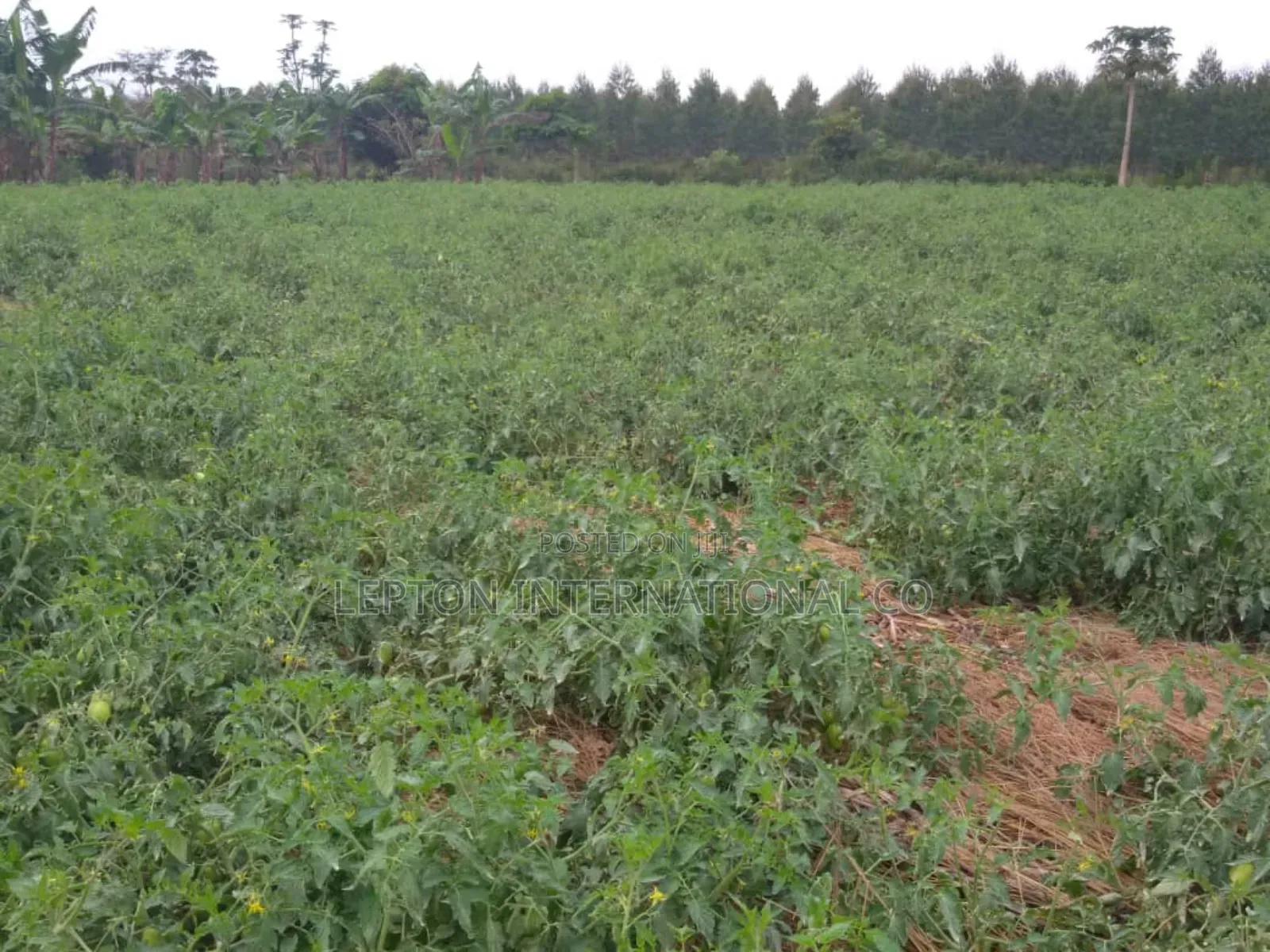20acres for Sale in Nakaseke Gud for Residentials,Farming,Schls