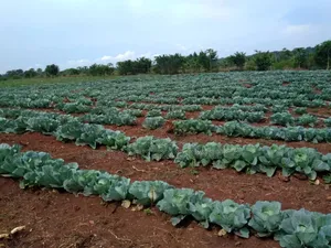 20acres for Sale in Nakaseke Gud for Residentials,Farming,Schls