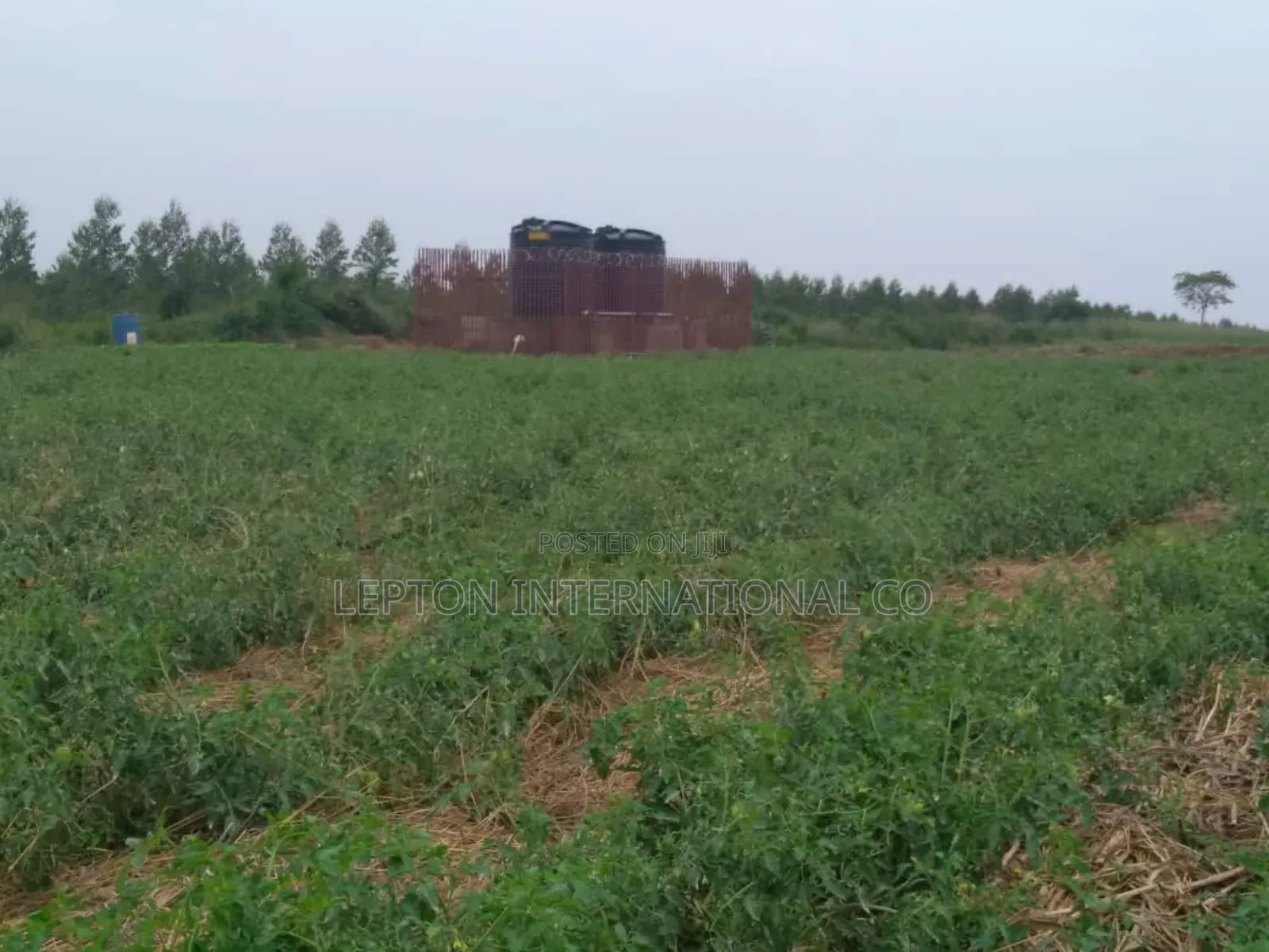 20acres for Sale in Nakaseke Gud for Residentials,Farming,Schls