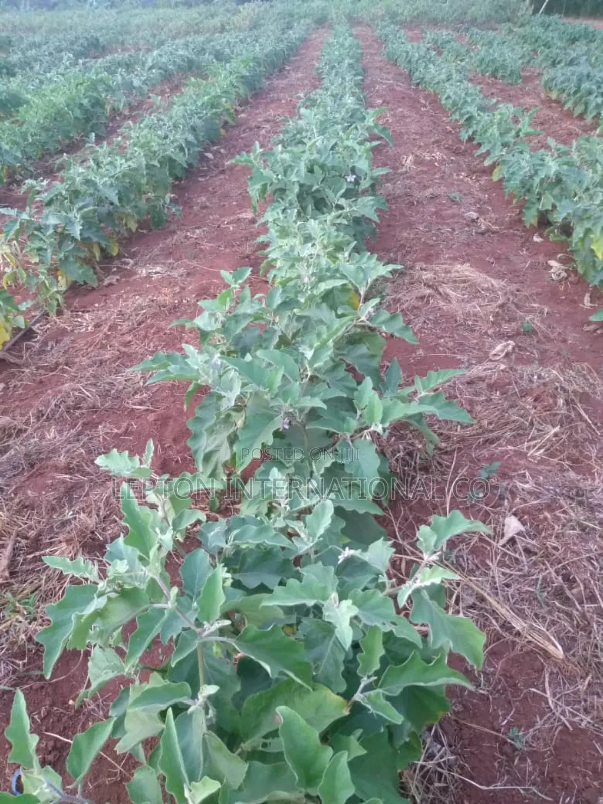 20acres for Sale in Nakaseke Gud for Residentials,Farming,Schls