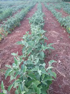 10 Acres for Sale in Nakaseke Gud for Residentials,Farming,factory Etc