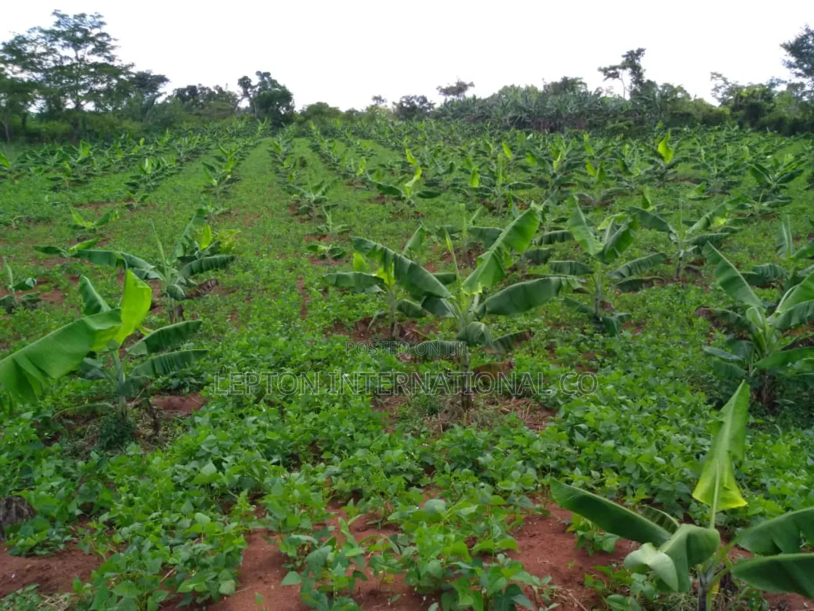 20acres for Sale in Nakaseke Gud for Residentials,Farming,Schls