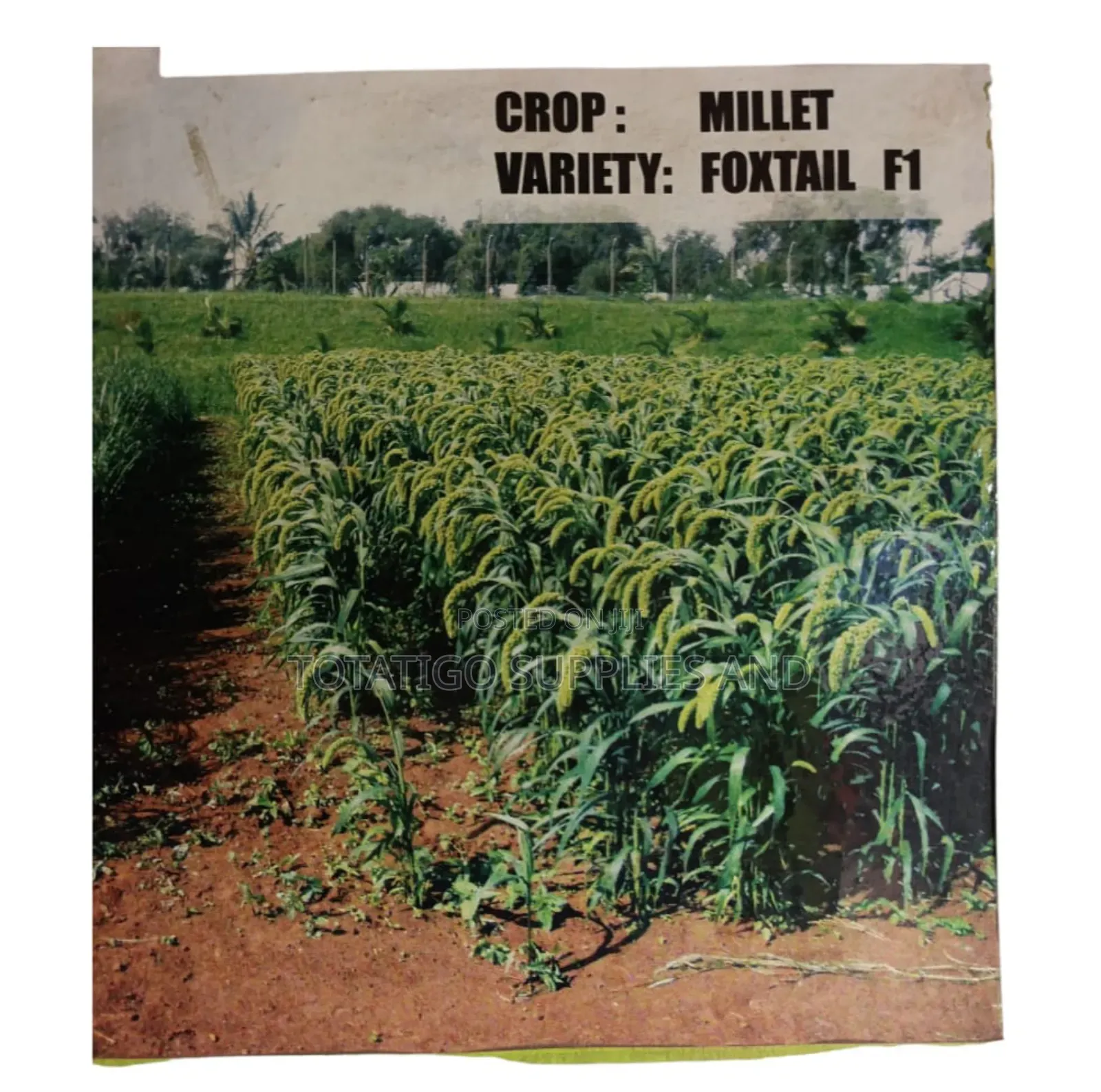 Chinese Millet-Foxtail Seeds-1kg