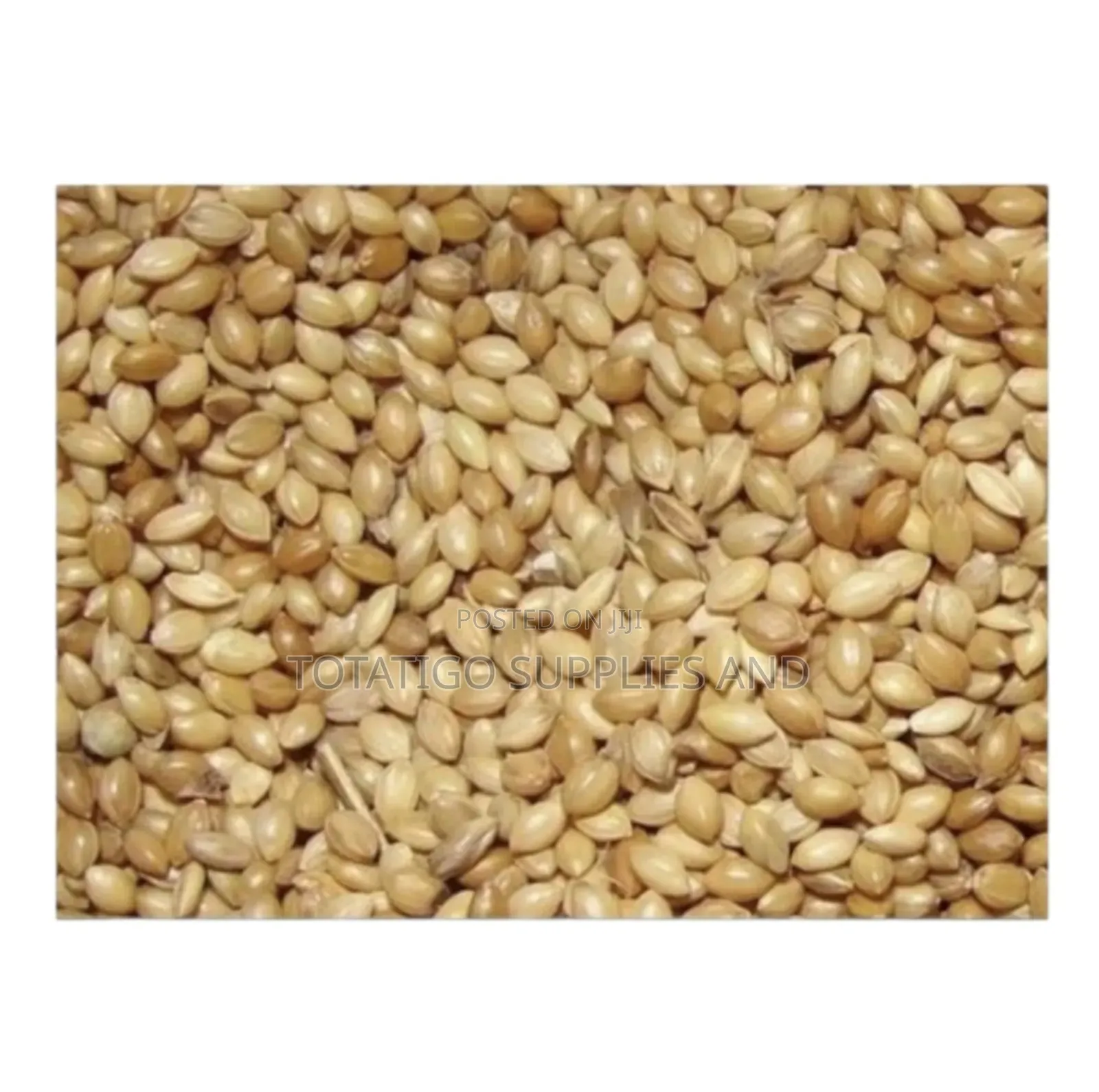 Chinese Millet-Foxtail Seeds-1kg