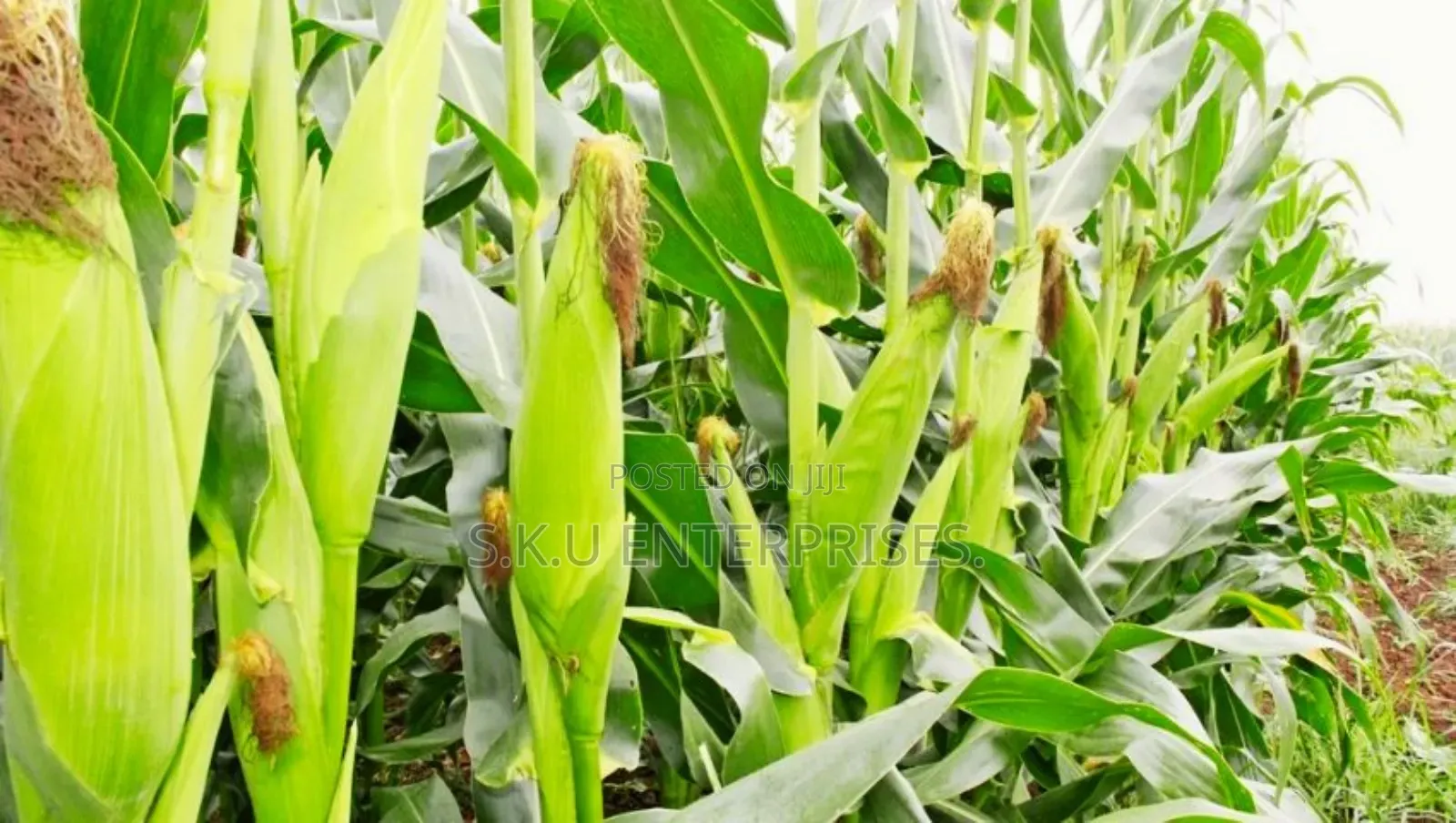 Maize Buying in Uganda