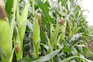 Maize for Sale