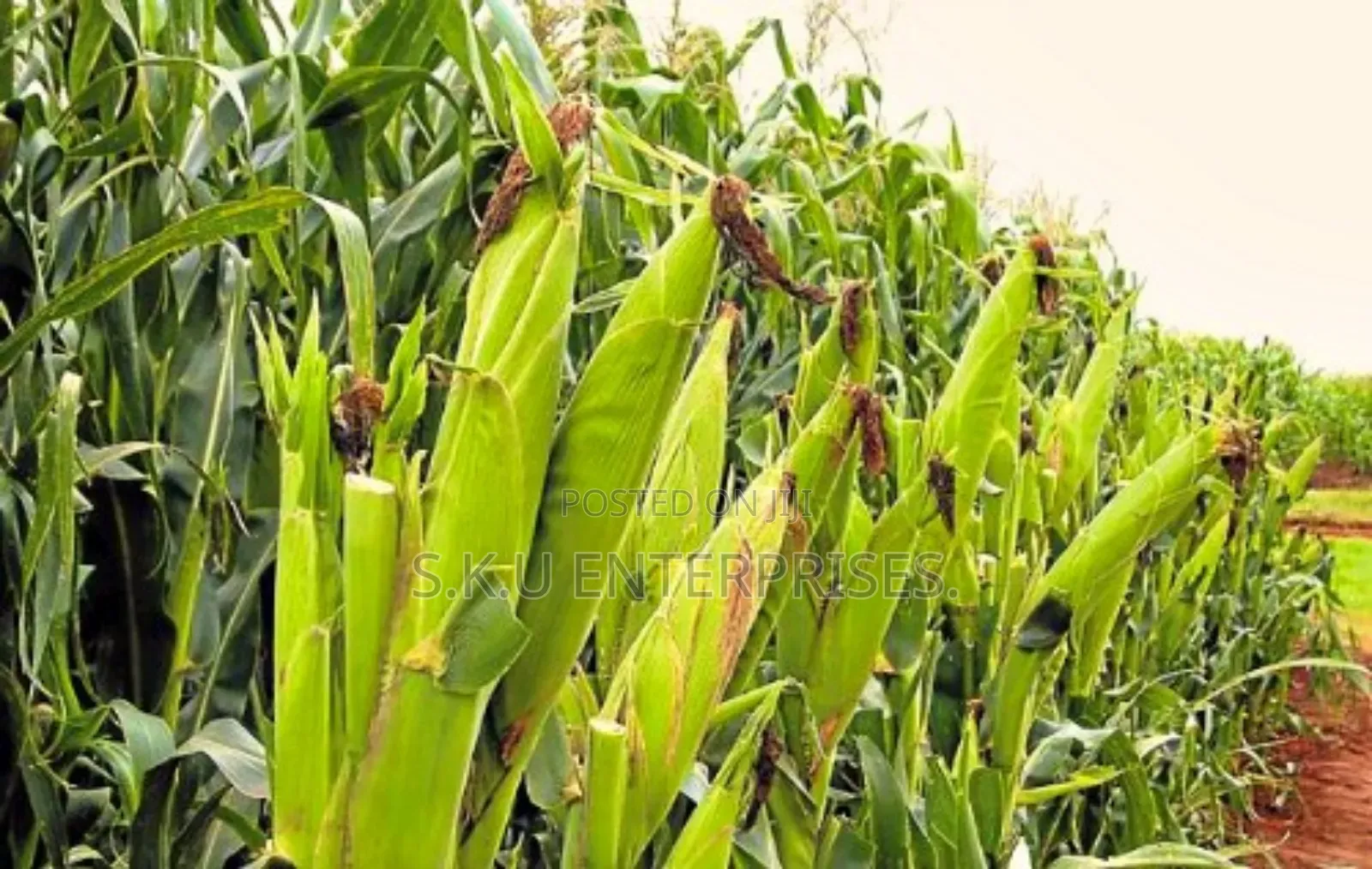 Maize Buying on Large Scale