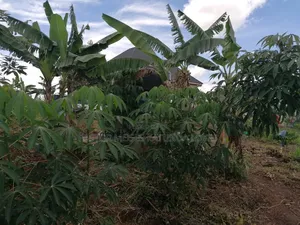 15 Acres at Kampilingisa at 90m Each Near Tarmac