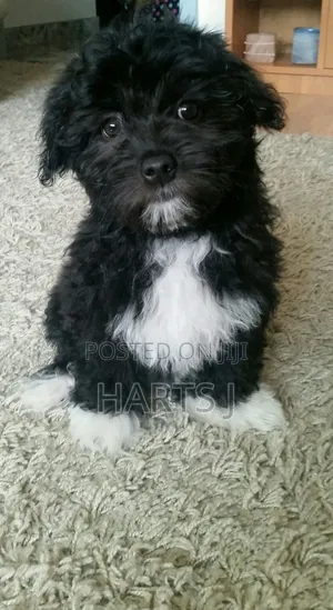 1-3 months Female Purebred Maltese