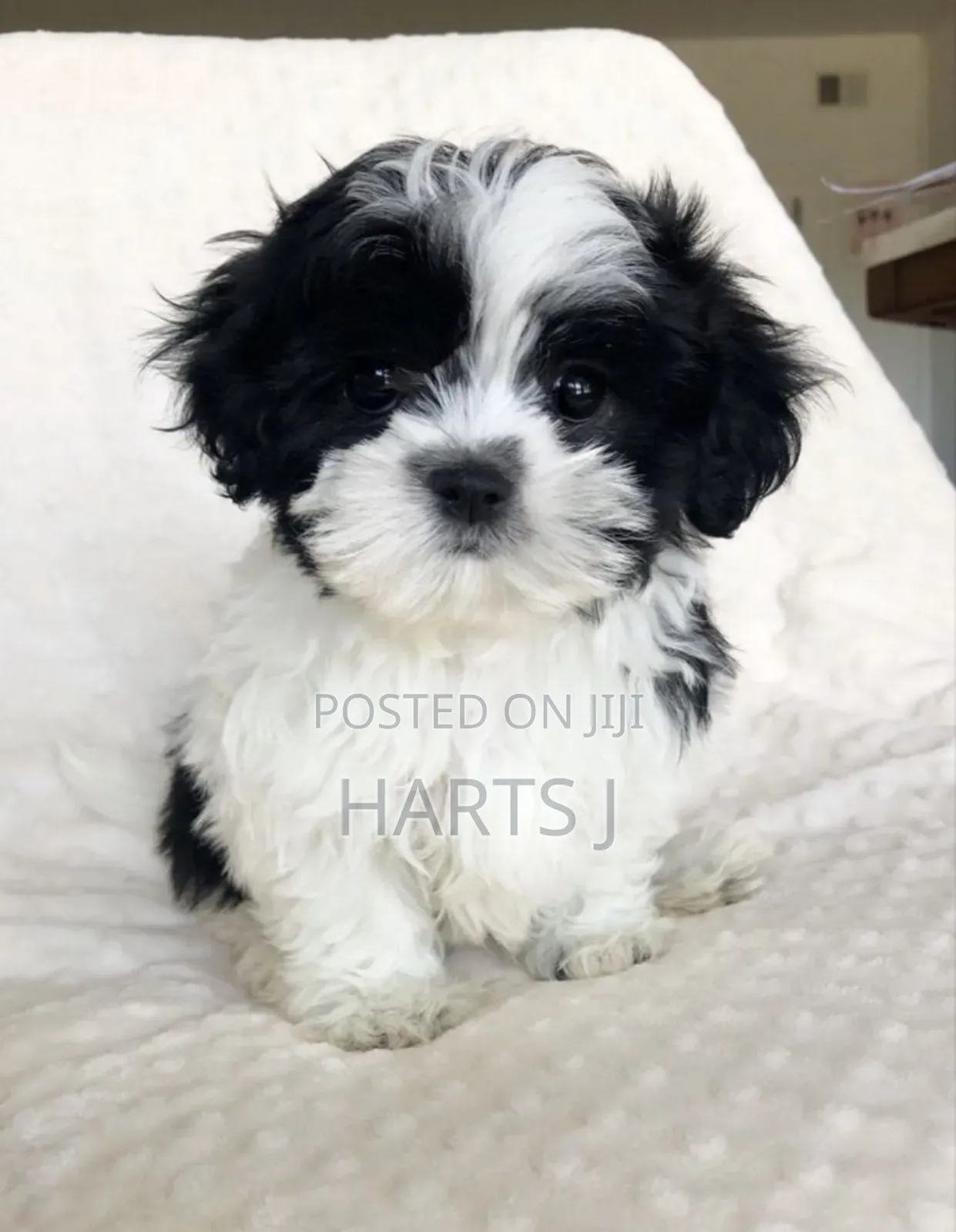 1-3 months Female Purebred Maltese