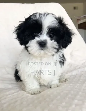 1-3 months Female Purebred Maltese