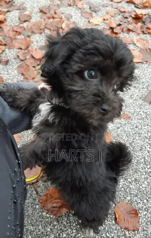 1-3 months Female Purebred Maltese