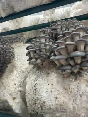 Oyster Mushrooms