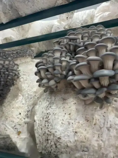 Oyster Mushrooms
