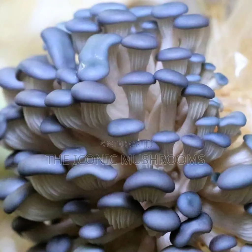 Oyster Mushrooms