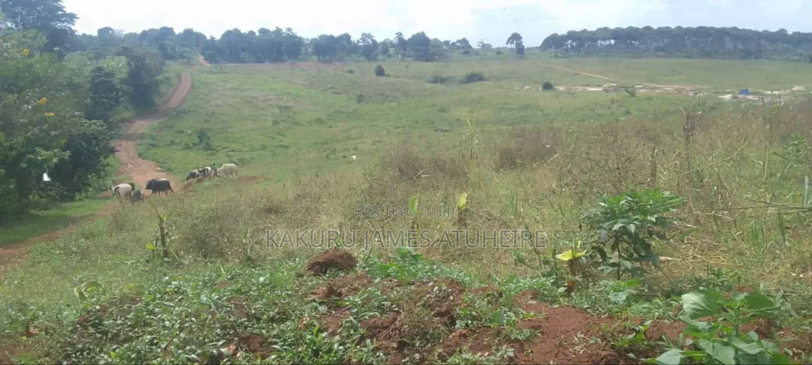 Lands and Properties