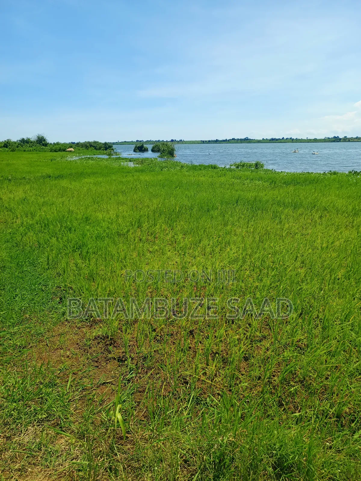 20 Acres 0f Farm Land on the Shores of Lake Victoria