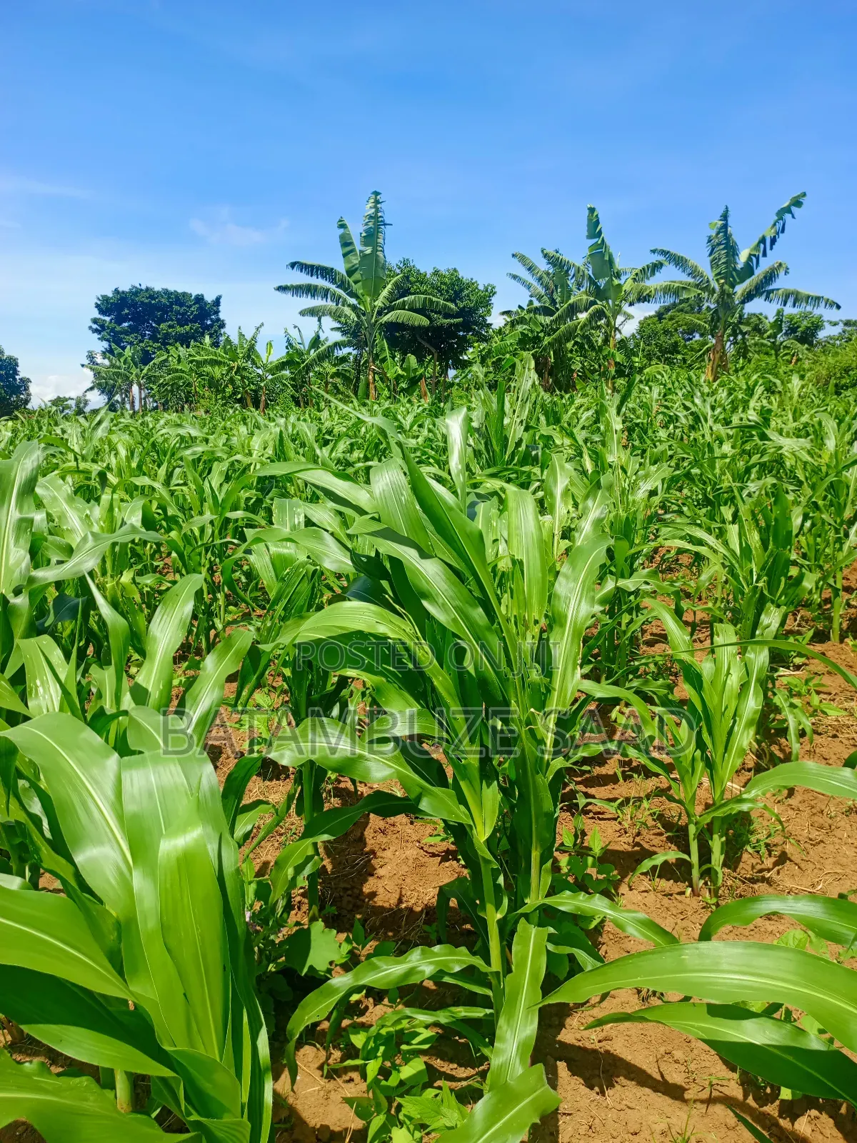 20 Acres 0f Farm Land on the Shores of Lake Victoria