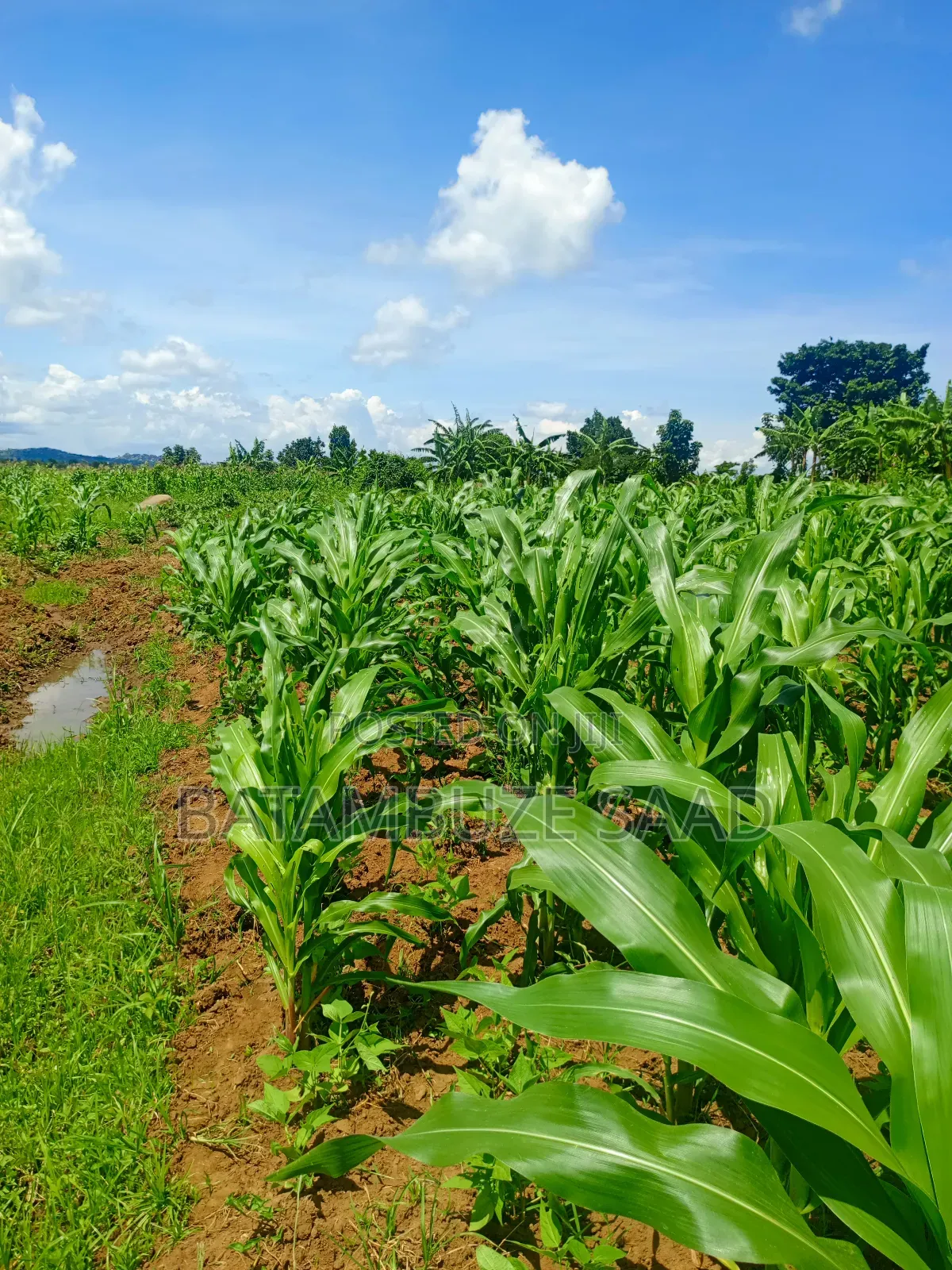 20 Acres 0f Farm Land on the Shores of Lake Victoria