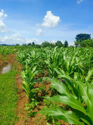 20 Acres 0f Farm Land on the Shores of Lake Victoria