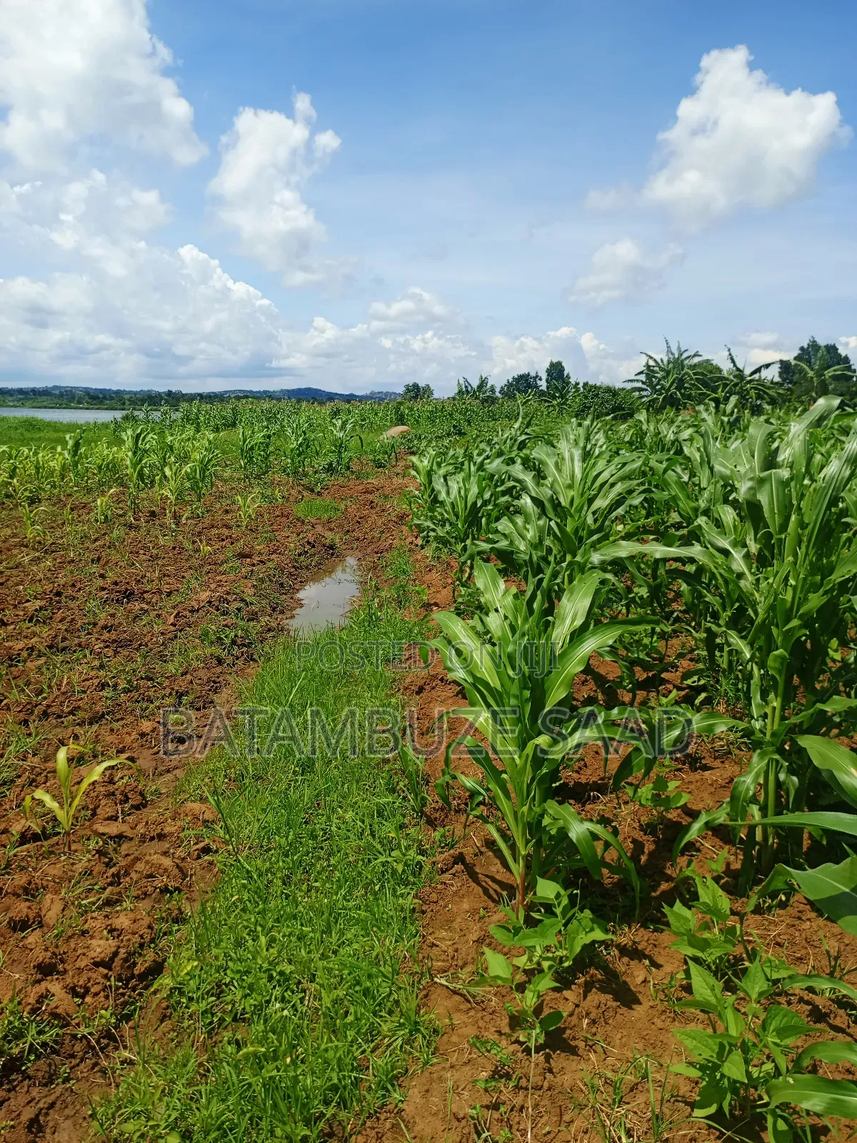 20 Acres 0f Farm Land on the Shores of Lake Victoria