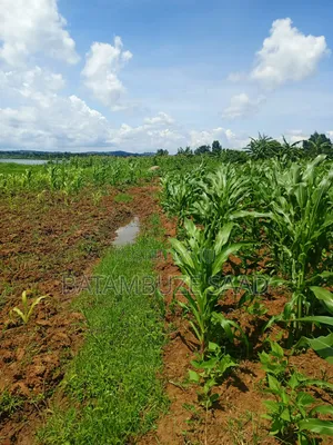 20 Acres 0f Farm Land on the Shores of Lake Victoria