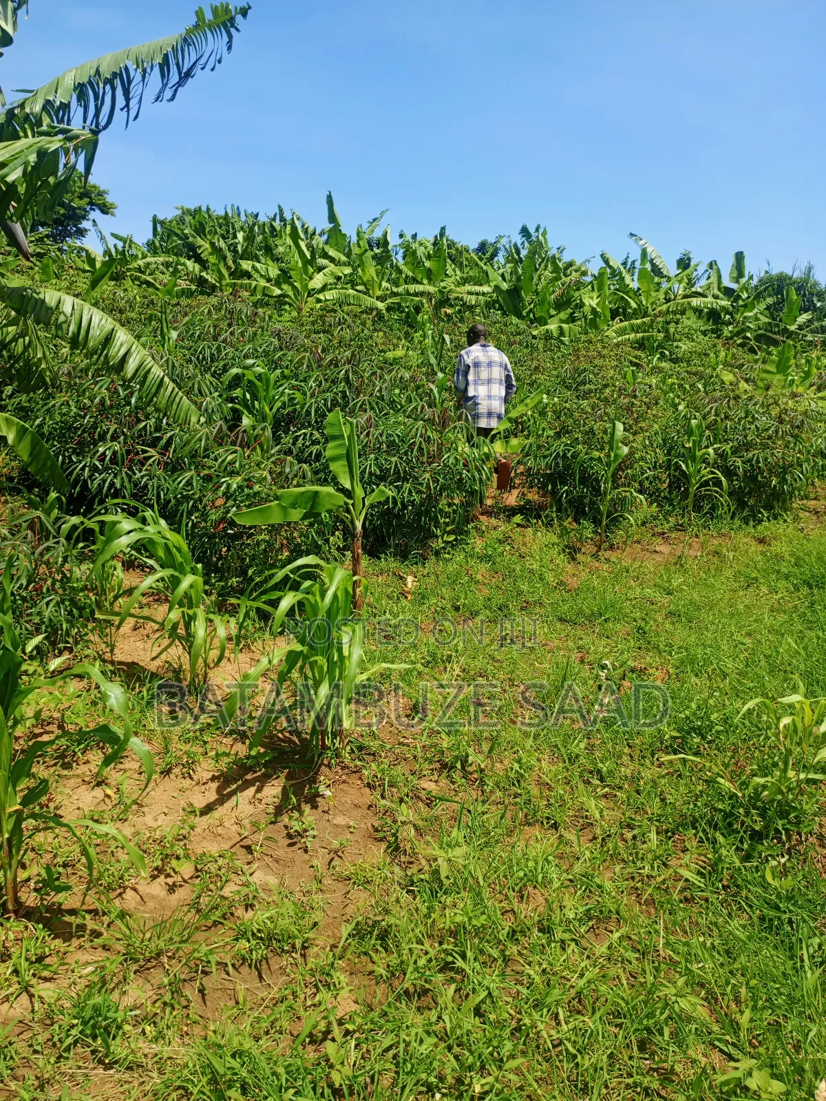 20 Acres 0f Farm Land on the Shores of Lake Victoria