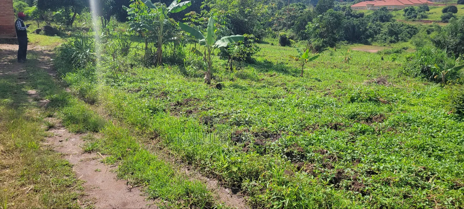50 by 50 Plot at Kigoogwa
