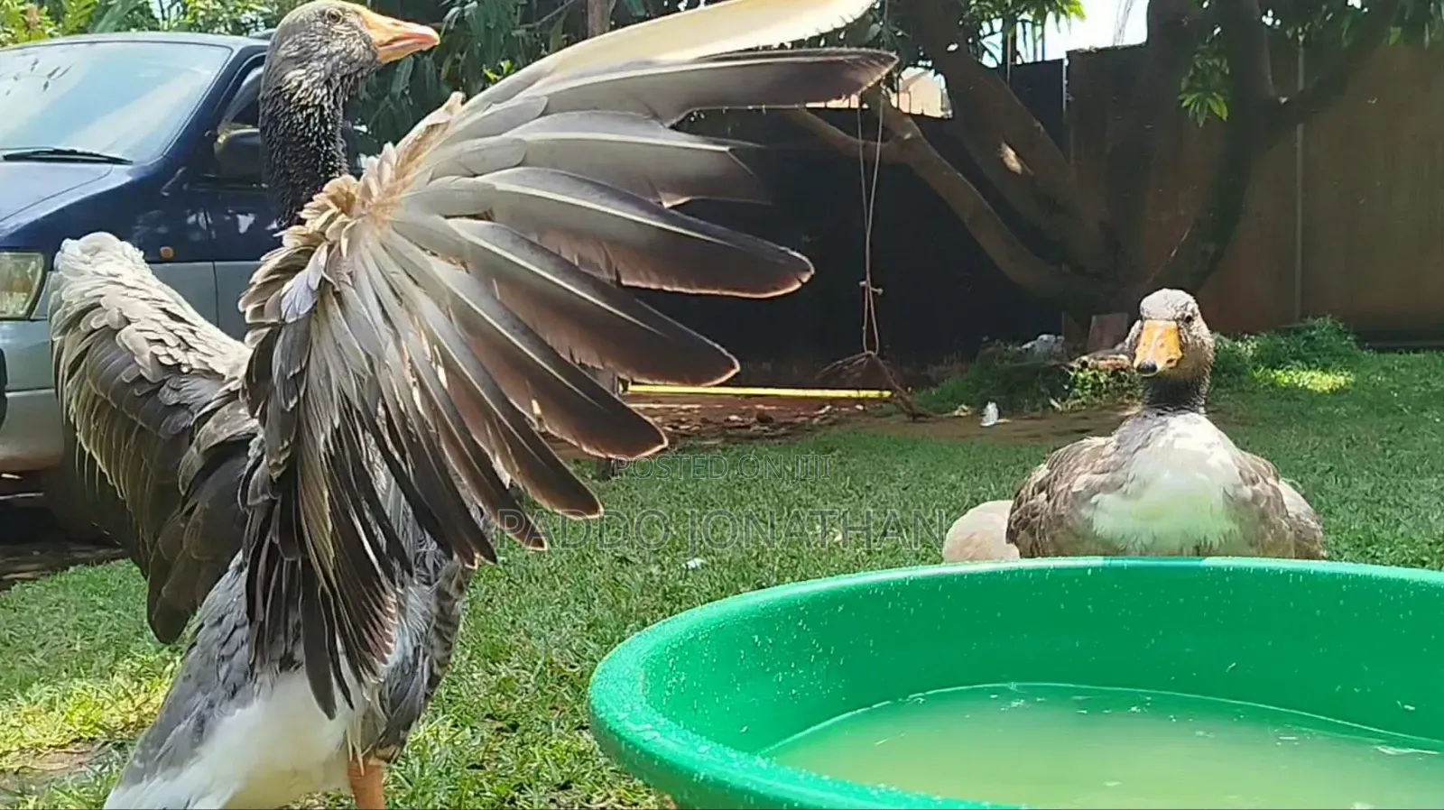 Normal Geese