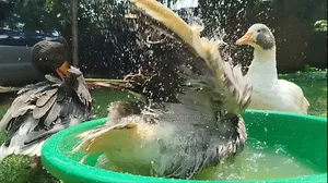 Normal Geese