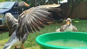 Normal Geese