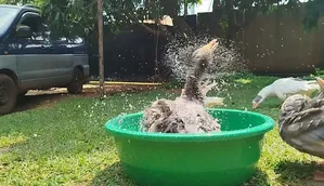 Normal Geese