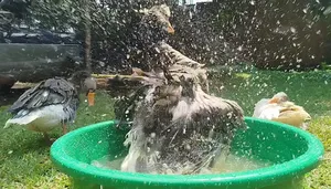 Normal Geese