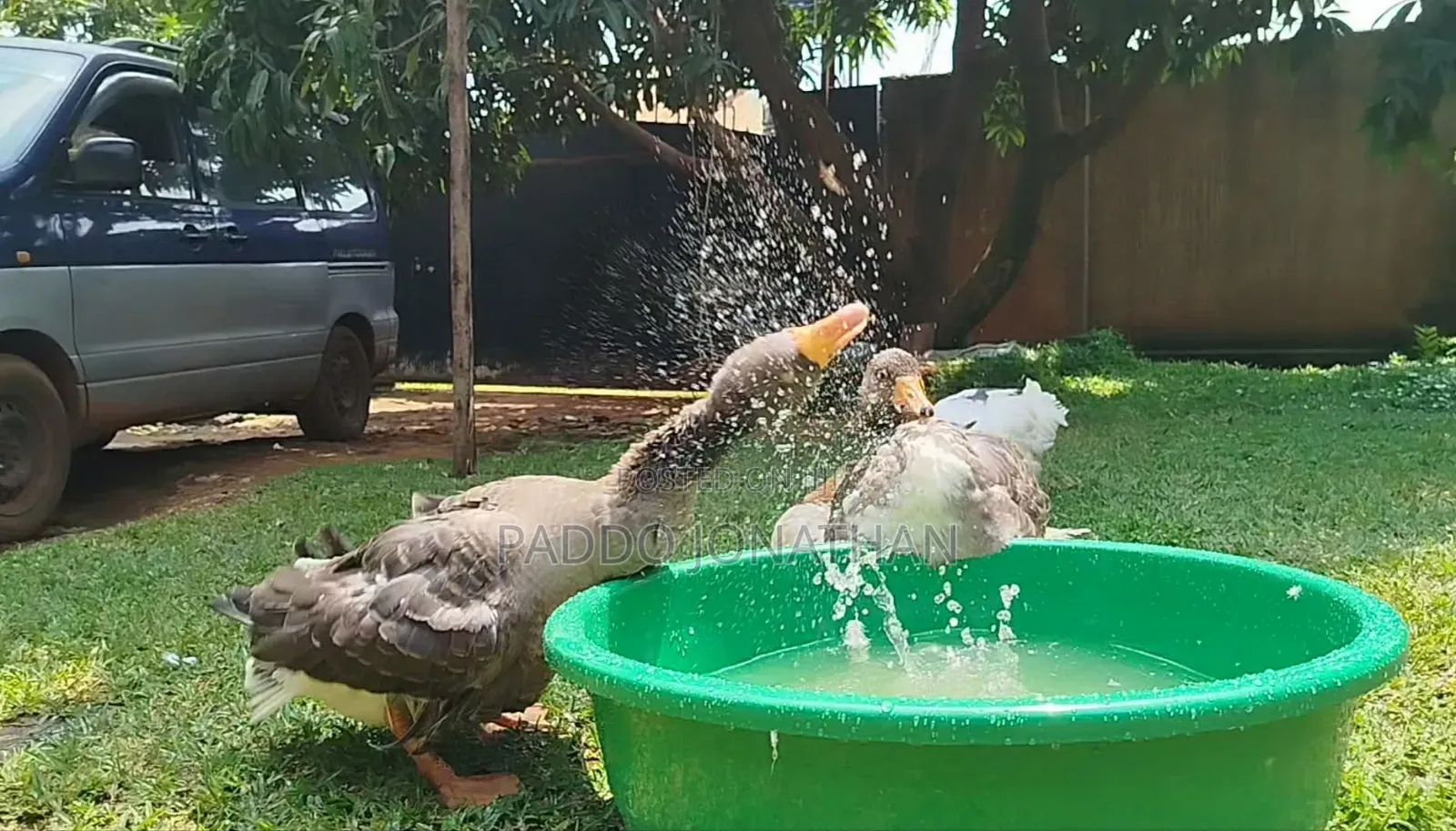 Normal Geese