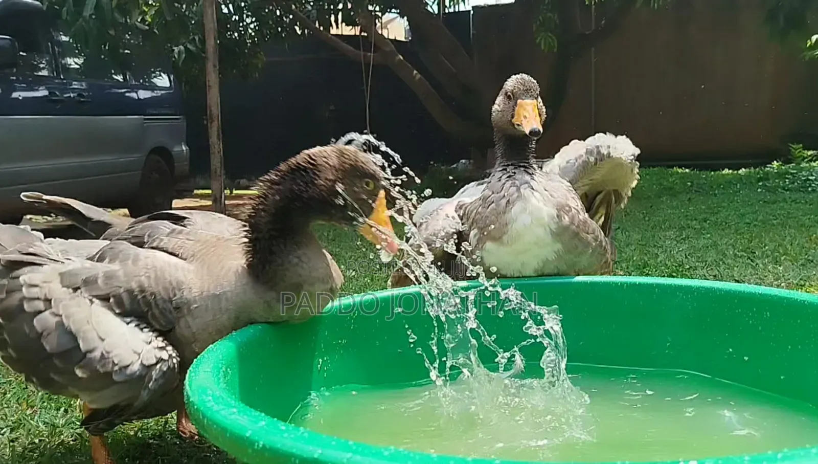 Normal Geese