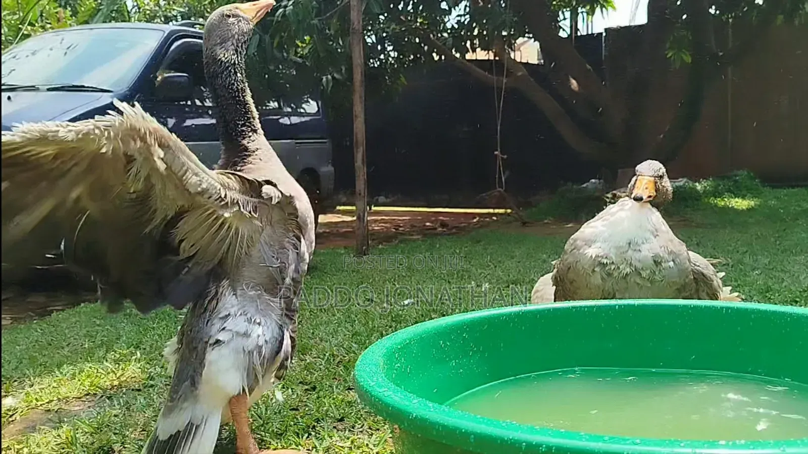 Normal Geese