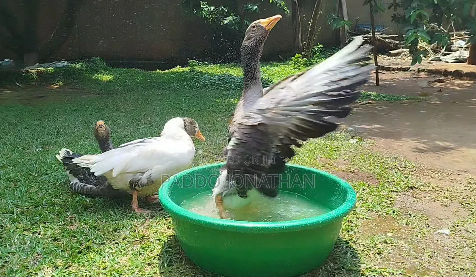 Normal Geese