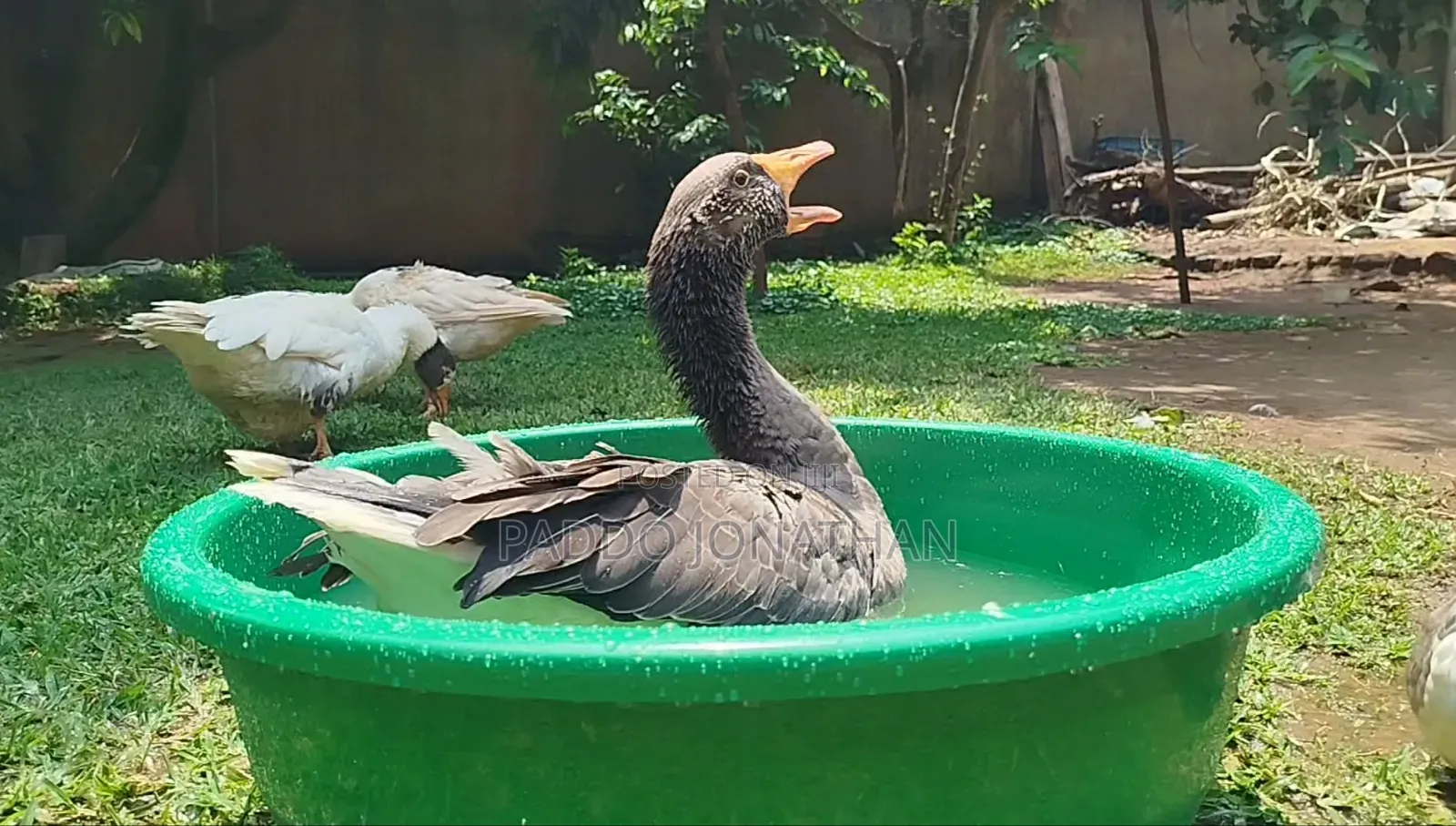 Normal Geese