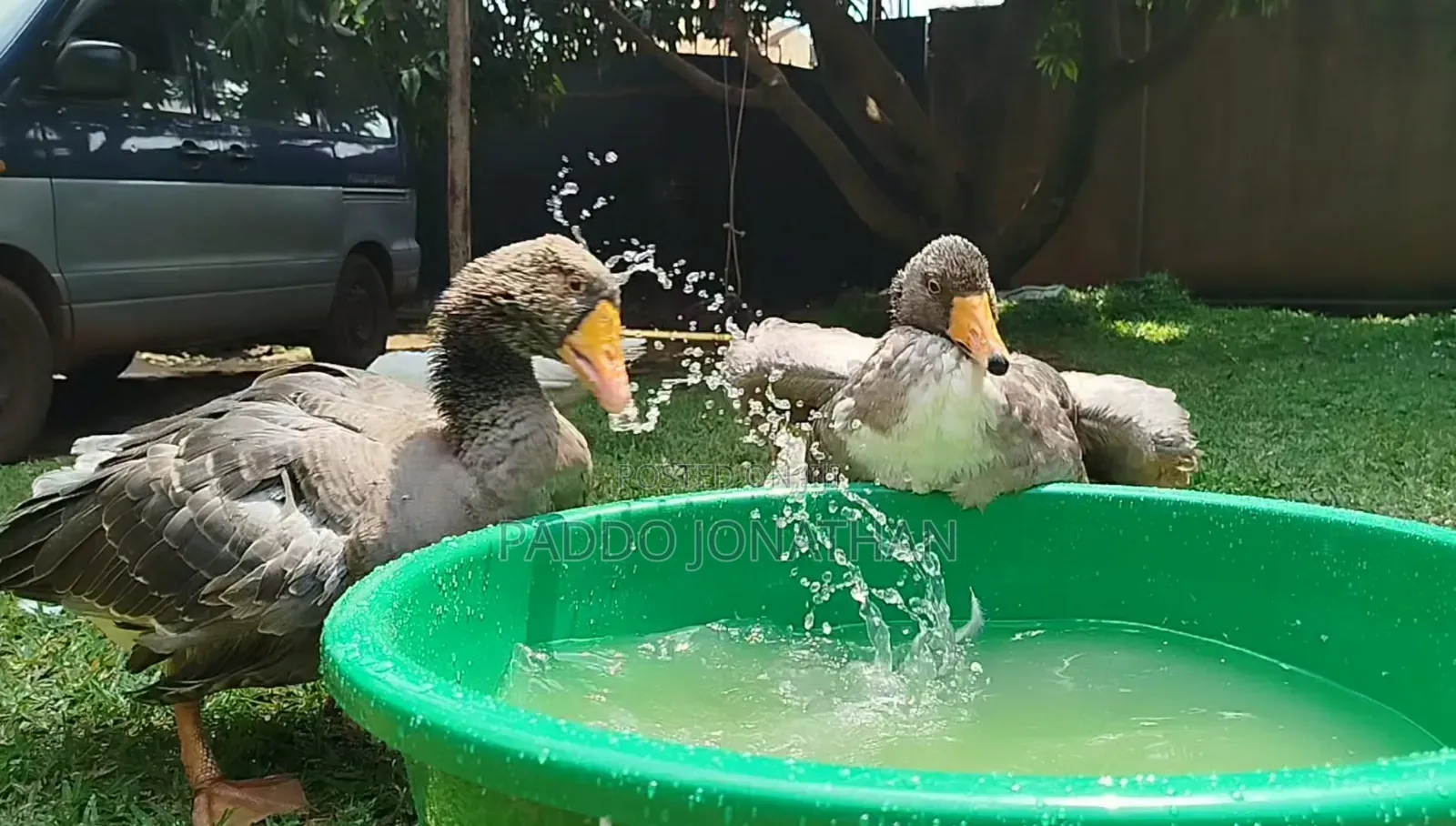 Normal Geese