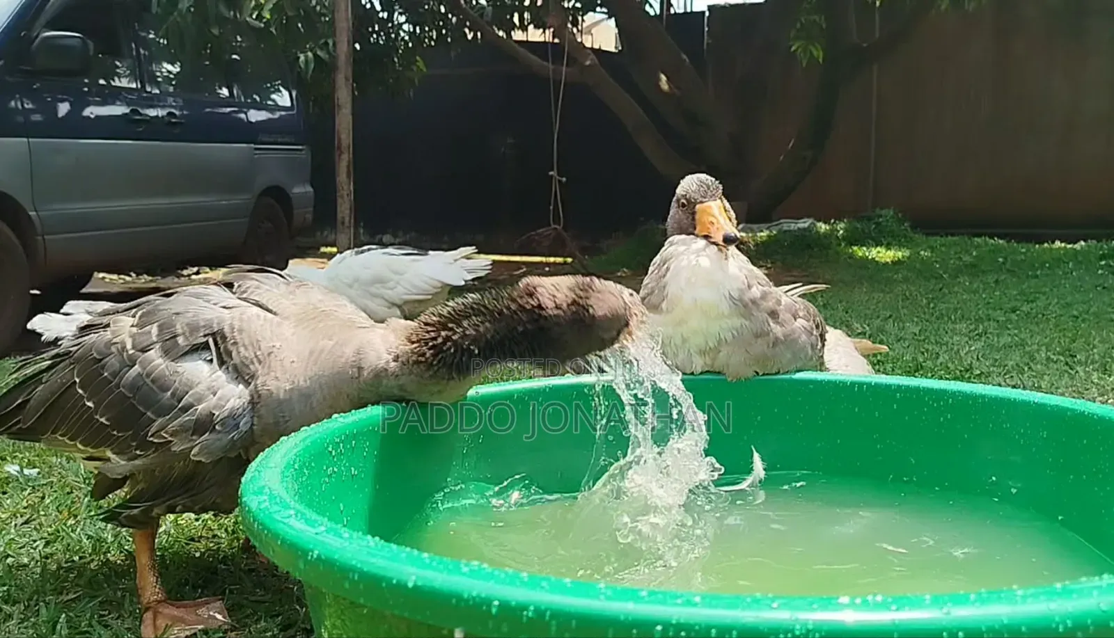 Normal Geese