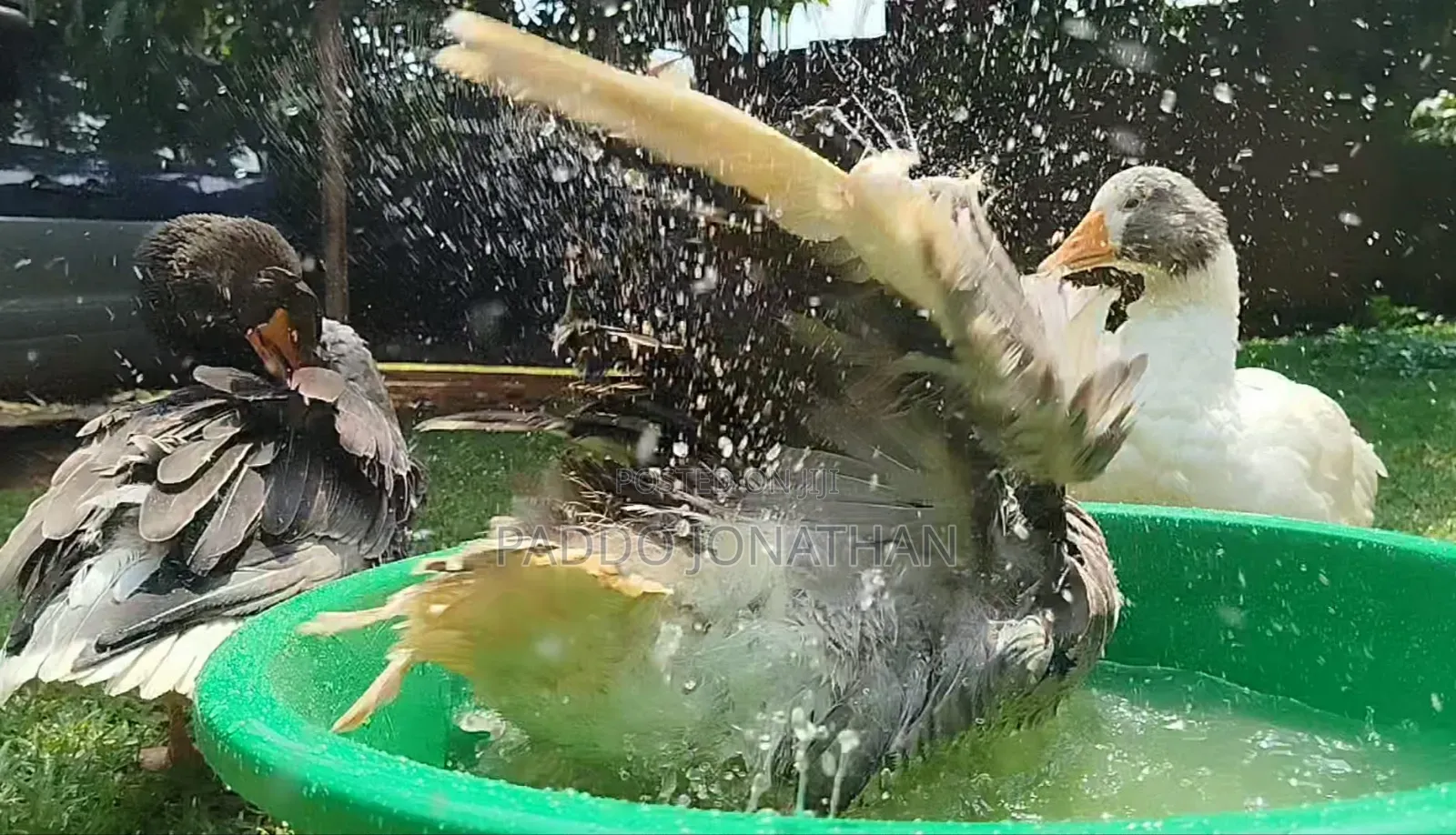 Normal Geese