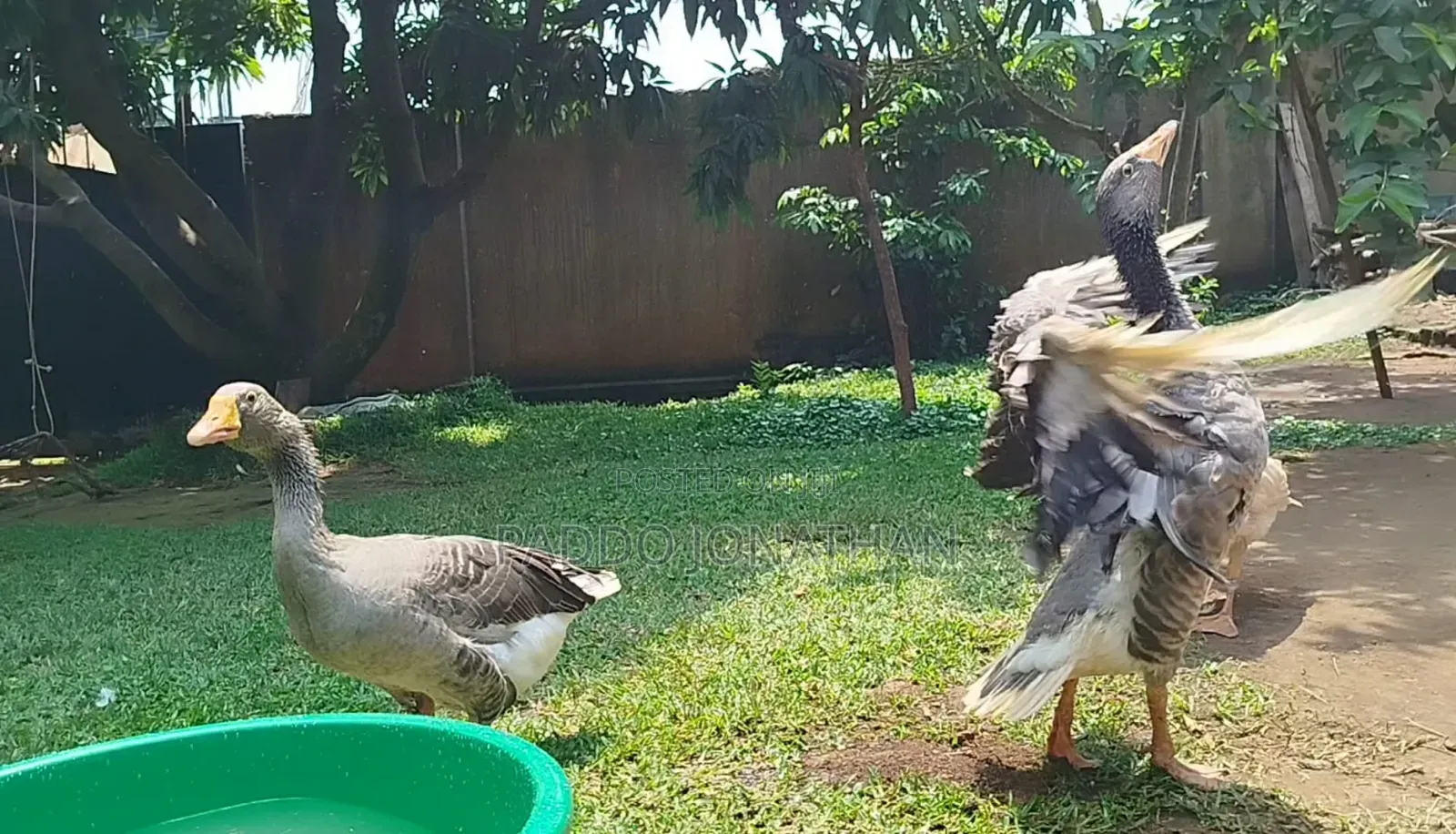 Normal Geese
