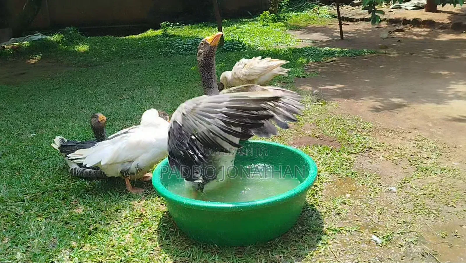 Normal Geese