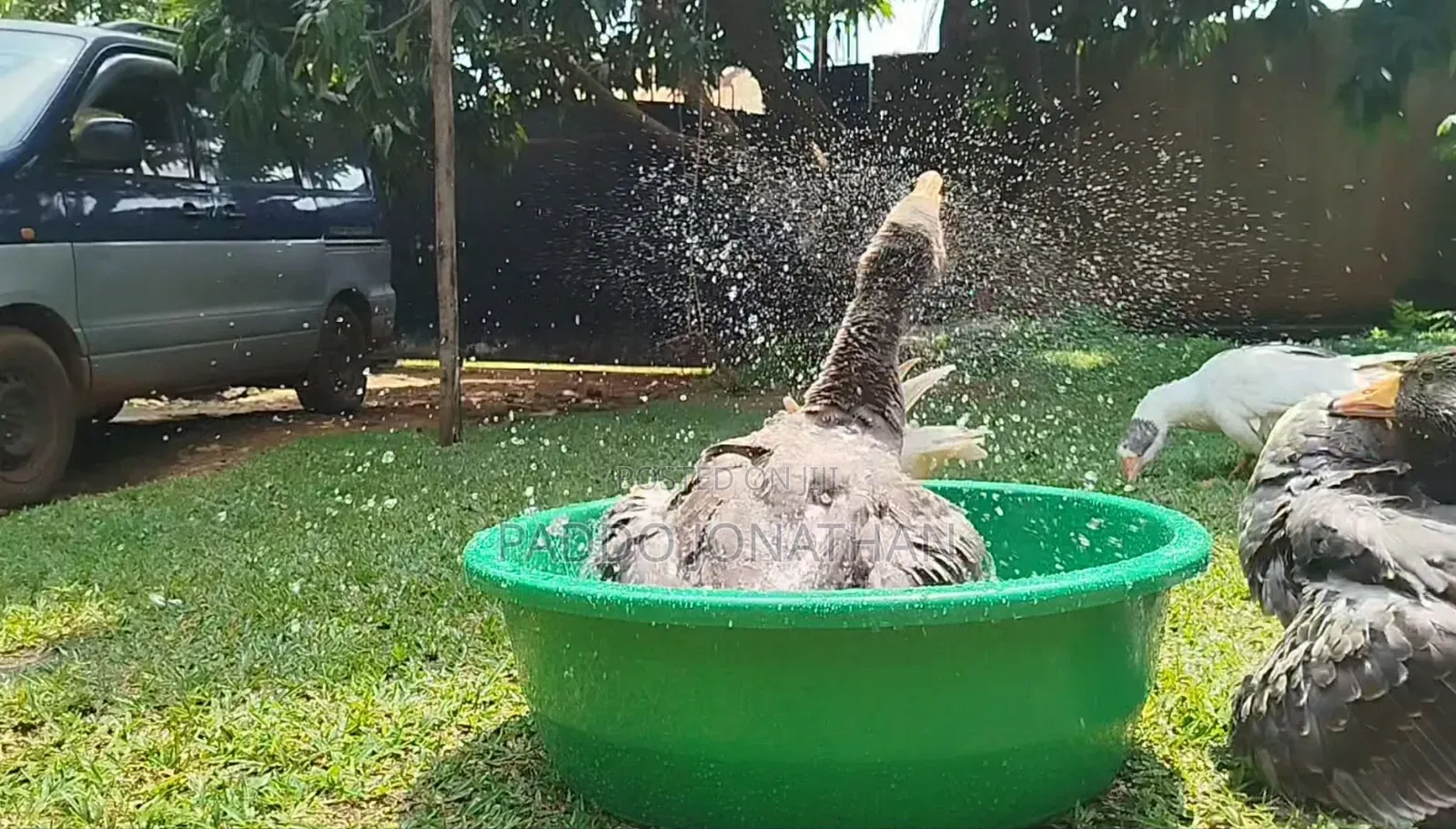 Normal Geese