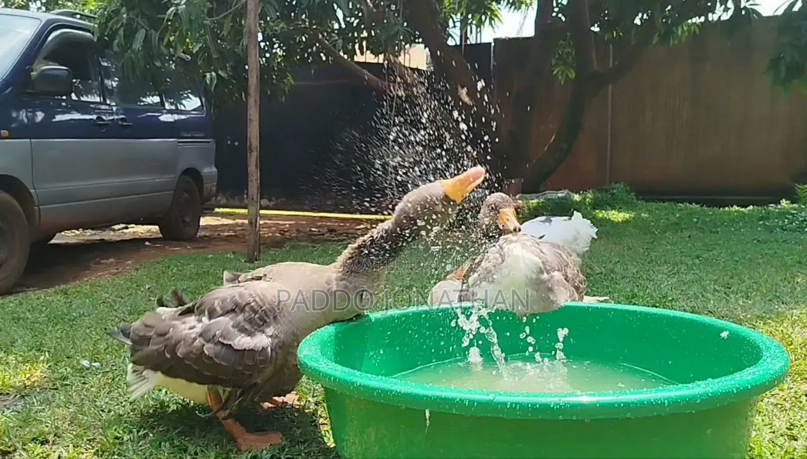 Normal Geese