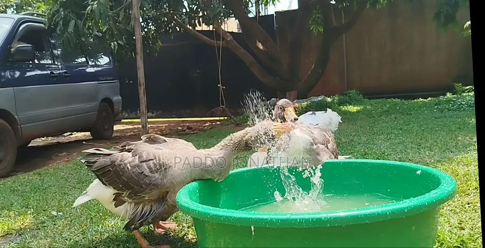 Normal Geese
