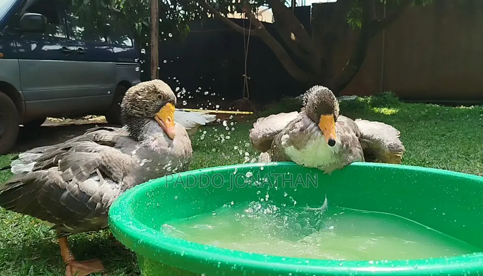 Normal Geese