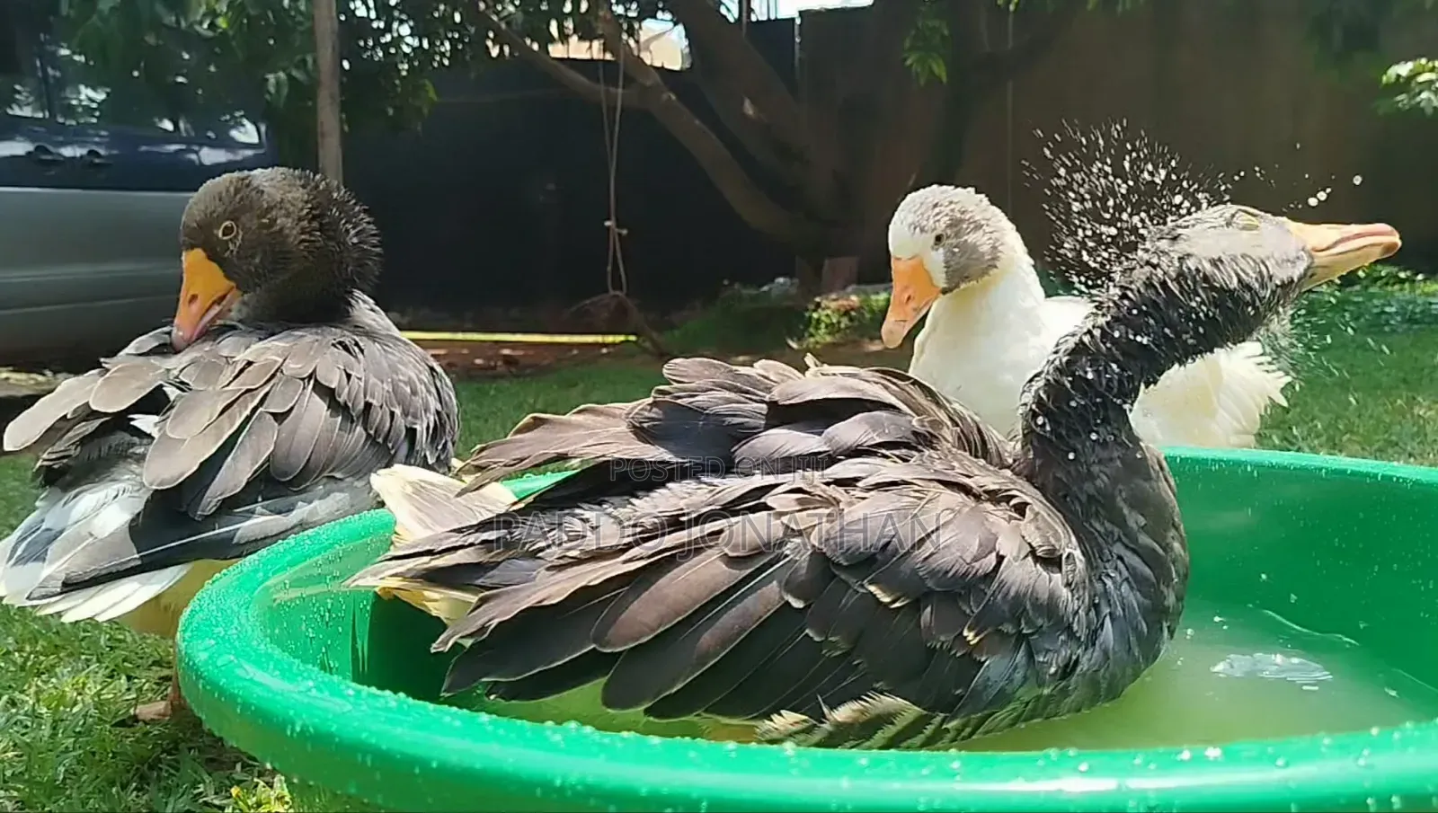 Normal Geese